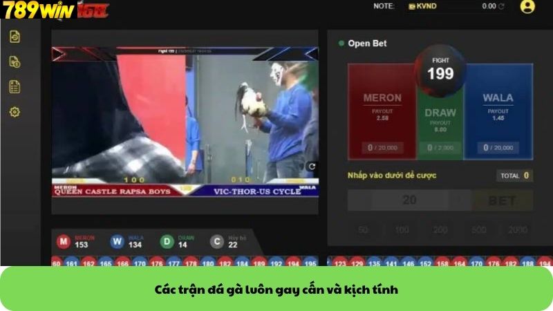 Các trận đá gà luôn gay cấn và kịch tính Các trận đá gà luôn gay cấn và kịch tính