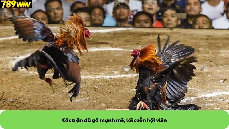 Các trận đá gà mạnh mẽ, lôi cuốn hội viên Các trận đá gà mạnh mẽ, lôi cuốn hội viên