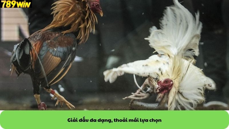 Giải đấu đa dạng, thoải mái lựa chọn Giải đấu đa dạng, thoải mái lựa chọn