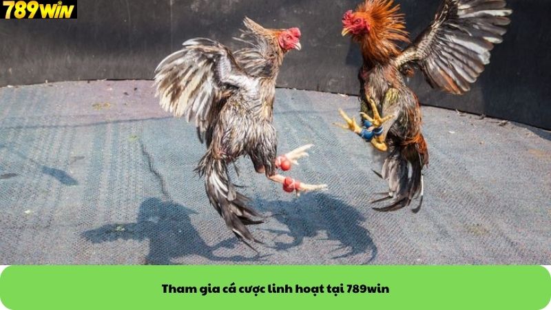 Tham gia cá cược đá gà linh hoạt tại 789win Tham gia cá cược đá gà linh hoạt tại 789win